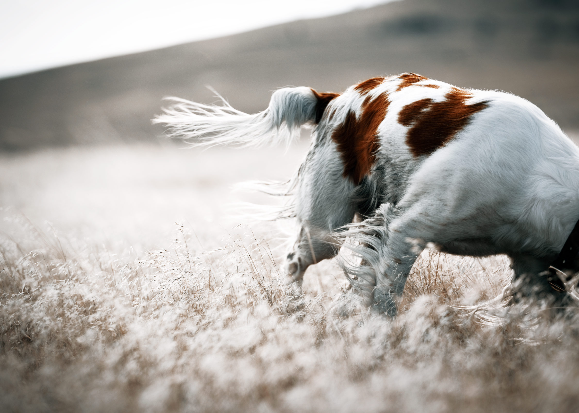 Brittany Spaniel Feathers In The Wind