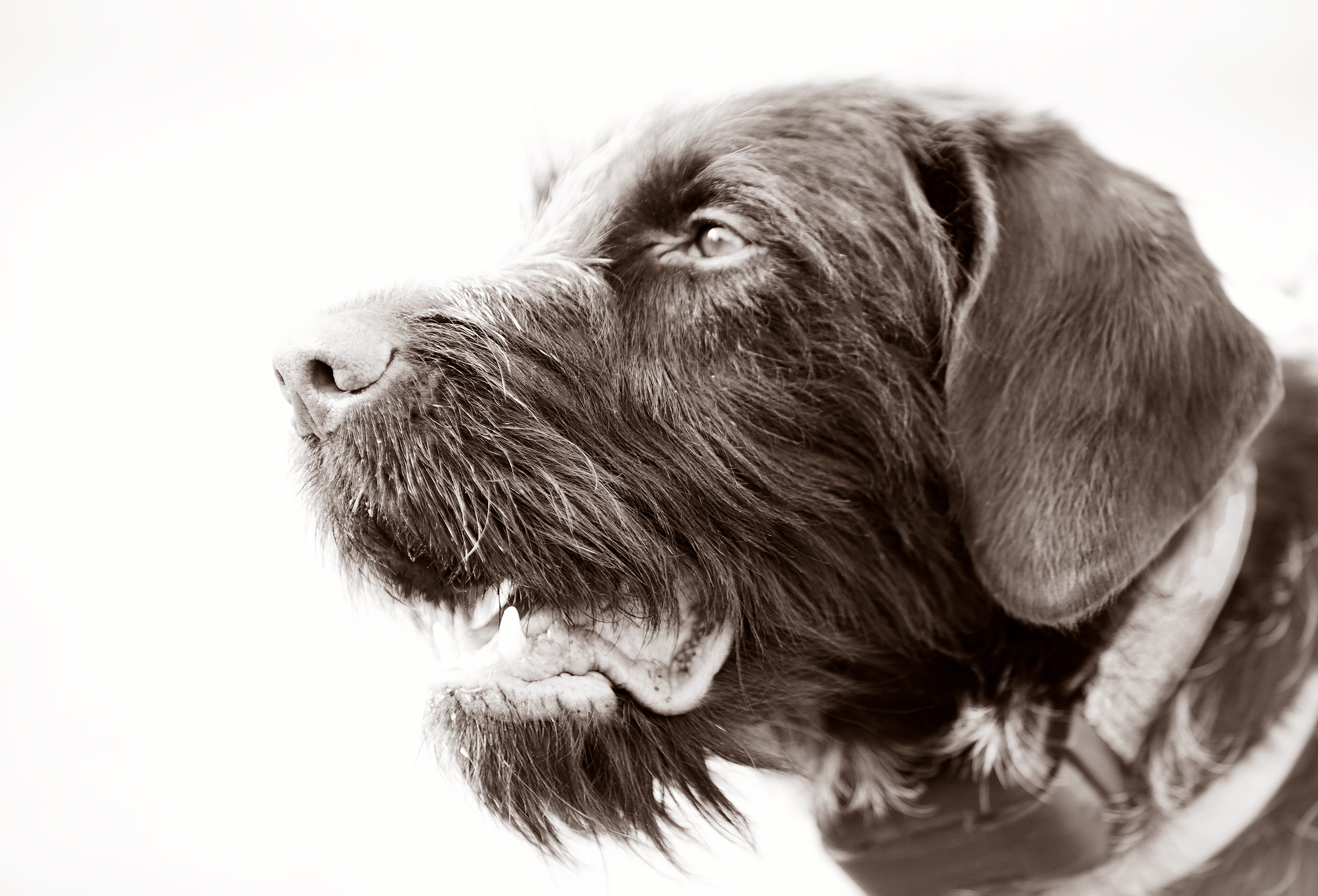 Black and White image of a Wire Haired Pointer bird dog