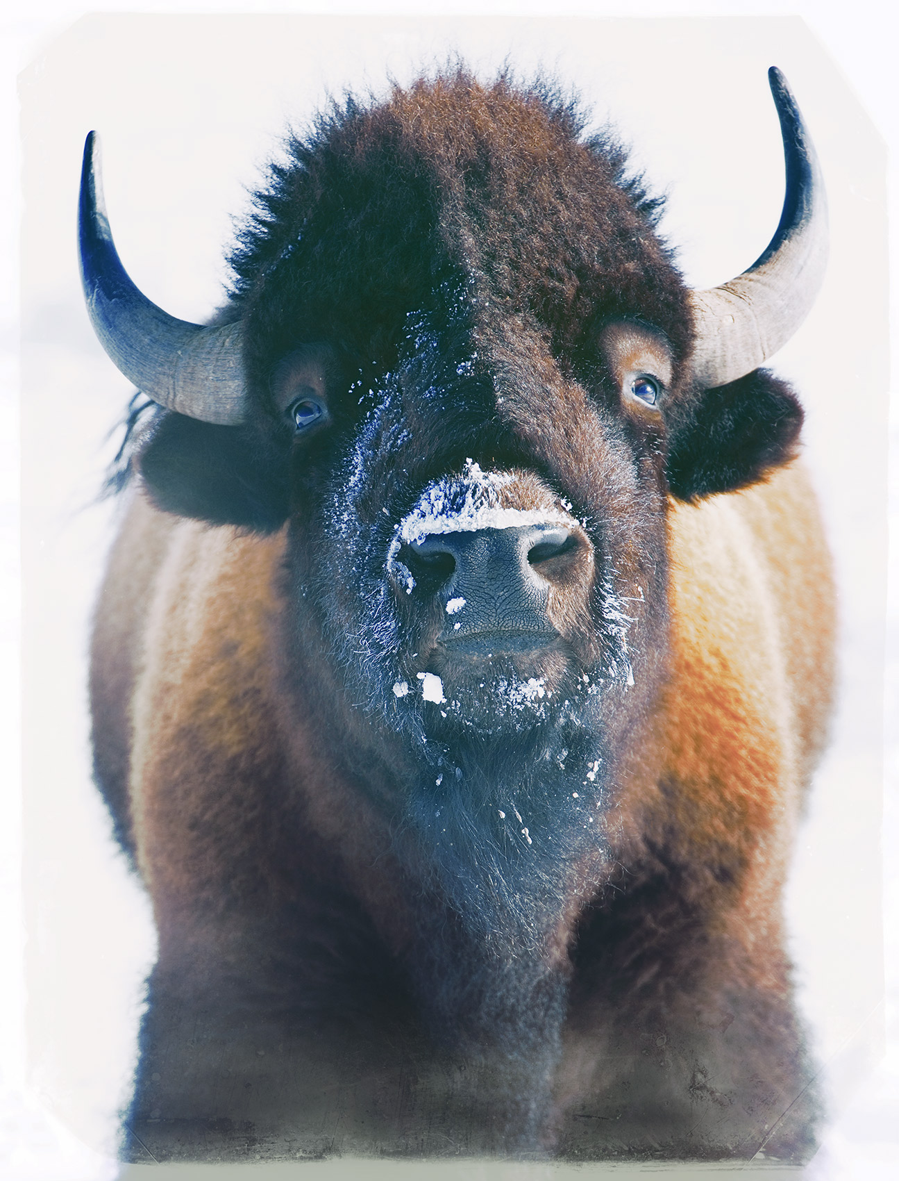 Staring at a Bison in the Winter