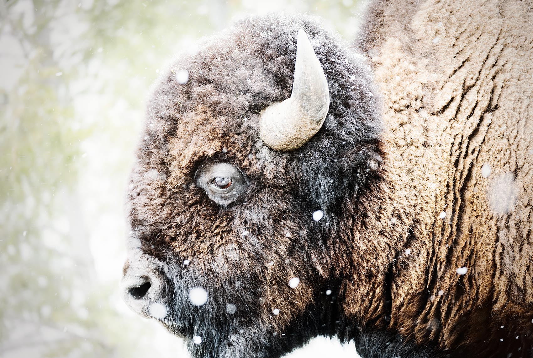 Profile of a Bison