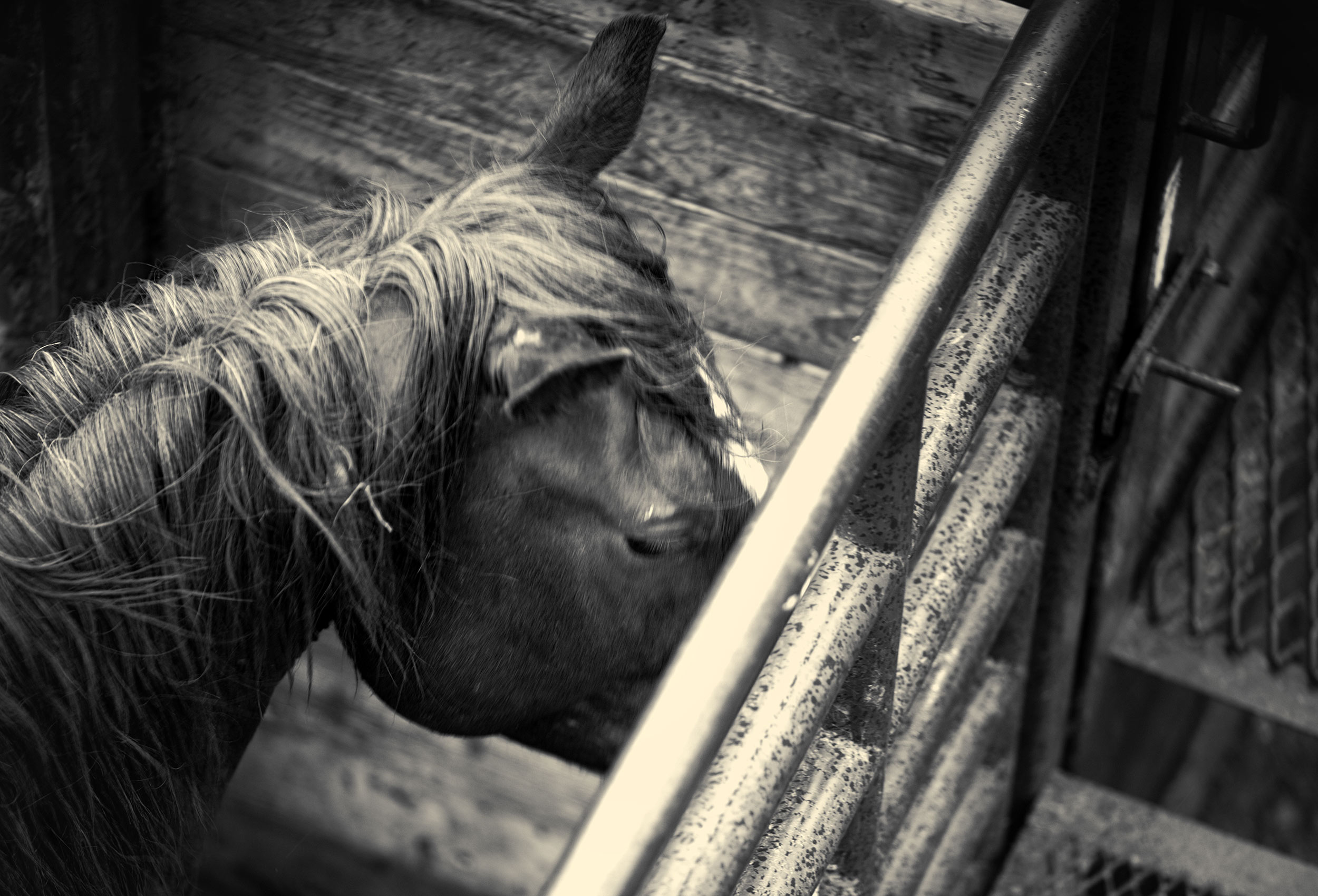 Black and white image of a bronco in a rodeo chute