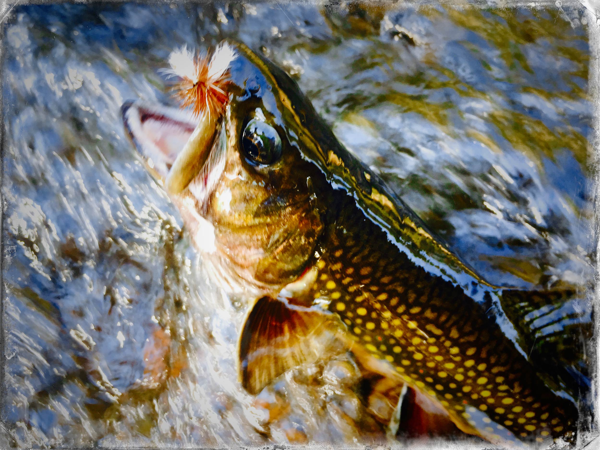 Brook Trout with a Dry Fly
