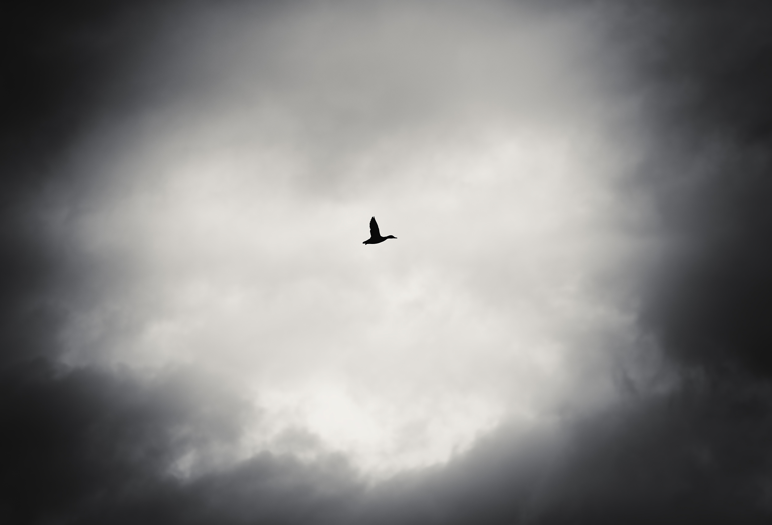 Lone Duck in Flight against an Ominous Sky in Montana