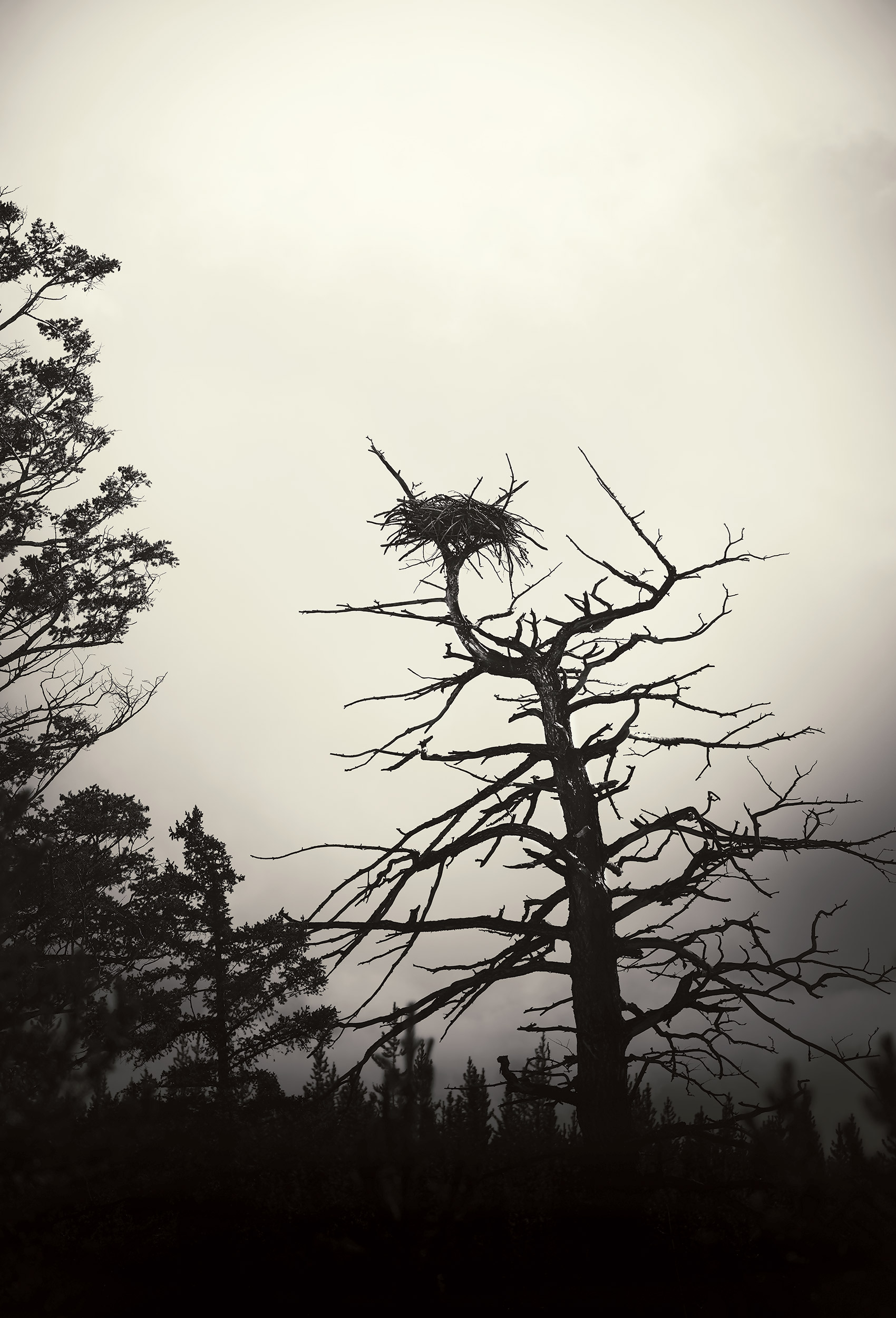 Eagle nest in a dead tree in Wyoming