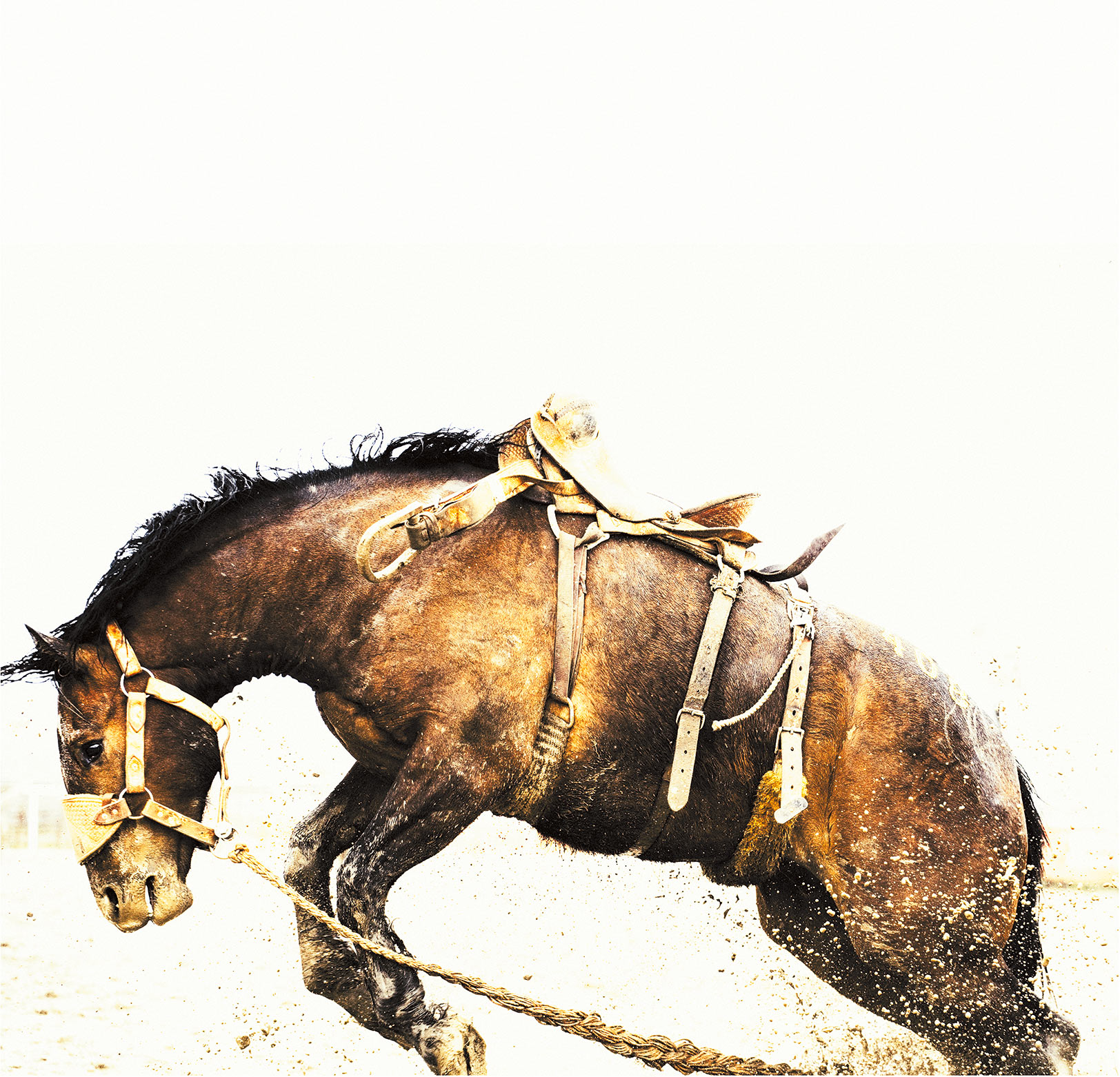 Riderless Bucking Horse