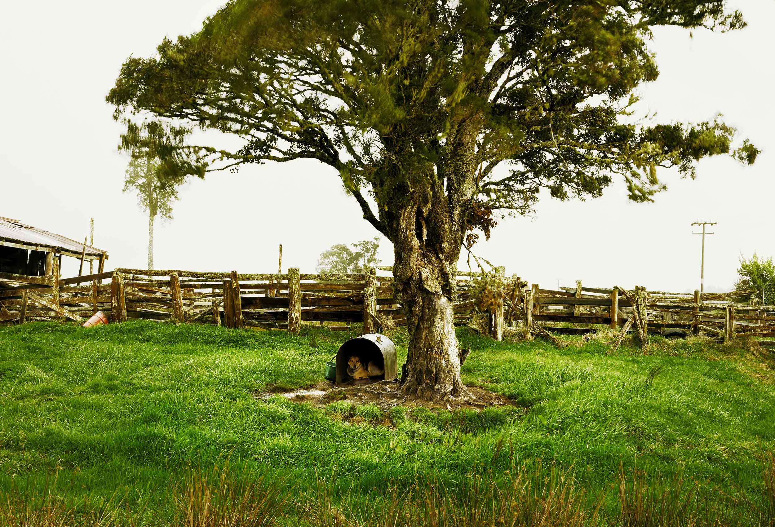 A dog in his dog house under a large tree on the South Island of New Zealand