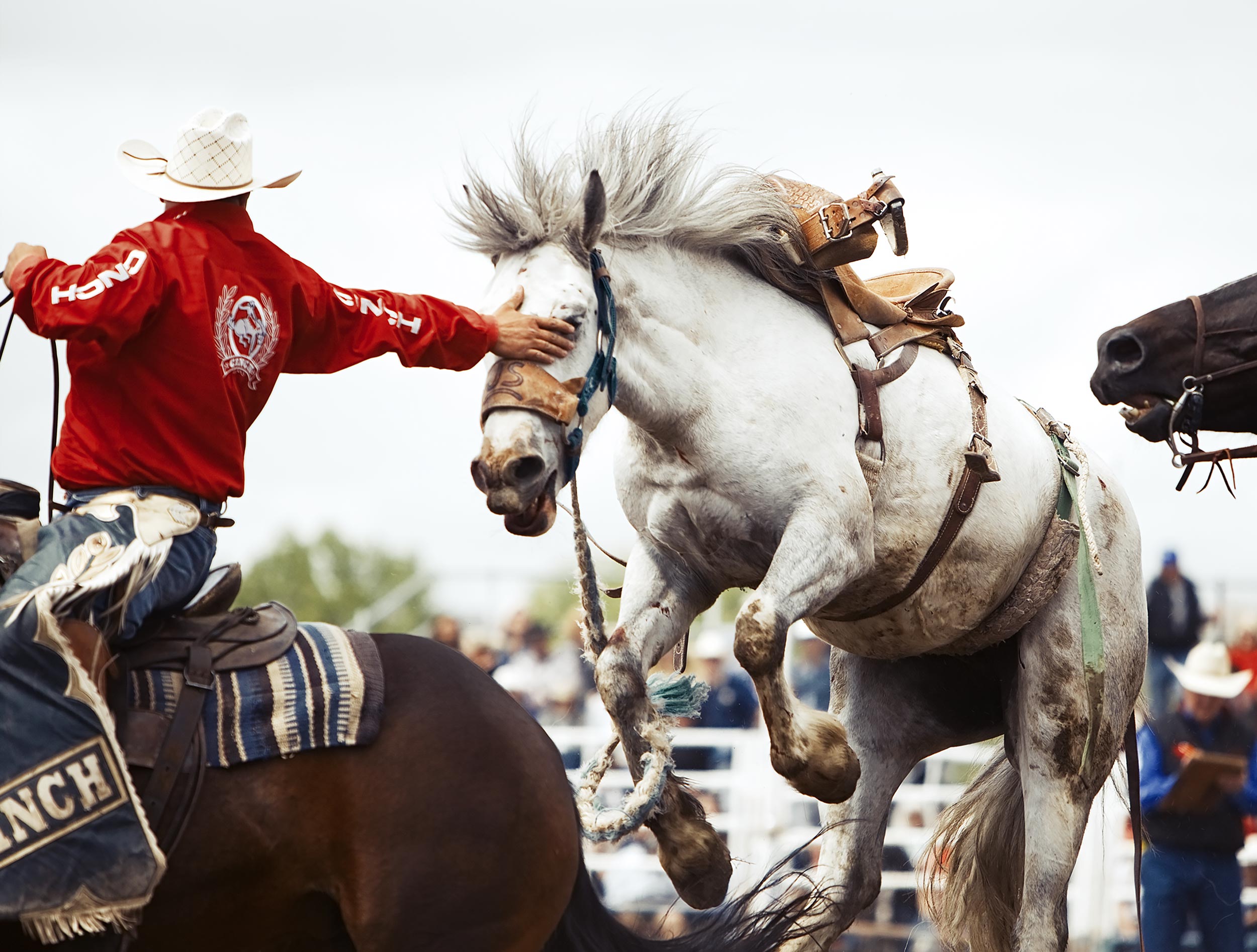 Rodeo pick up men getting a bucking horse under control