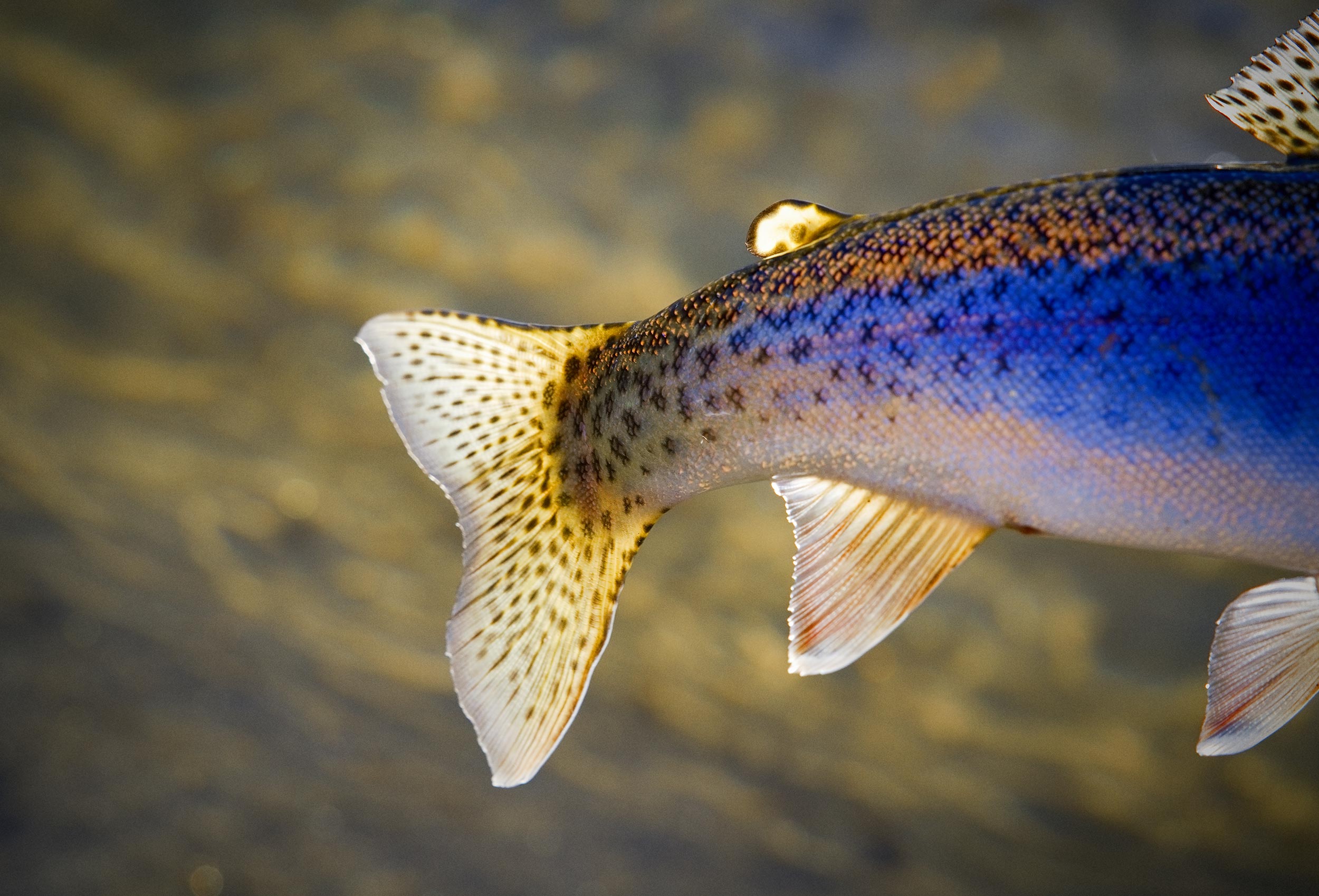 Colors of a rainbow trout that has been caught by a fly fisherman in Montana