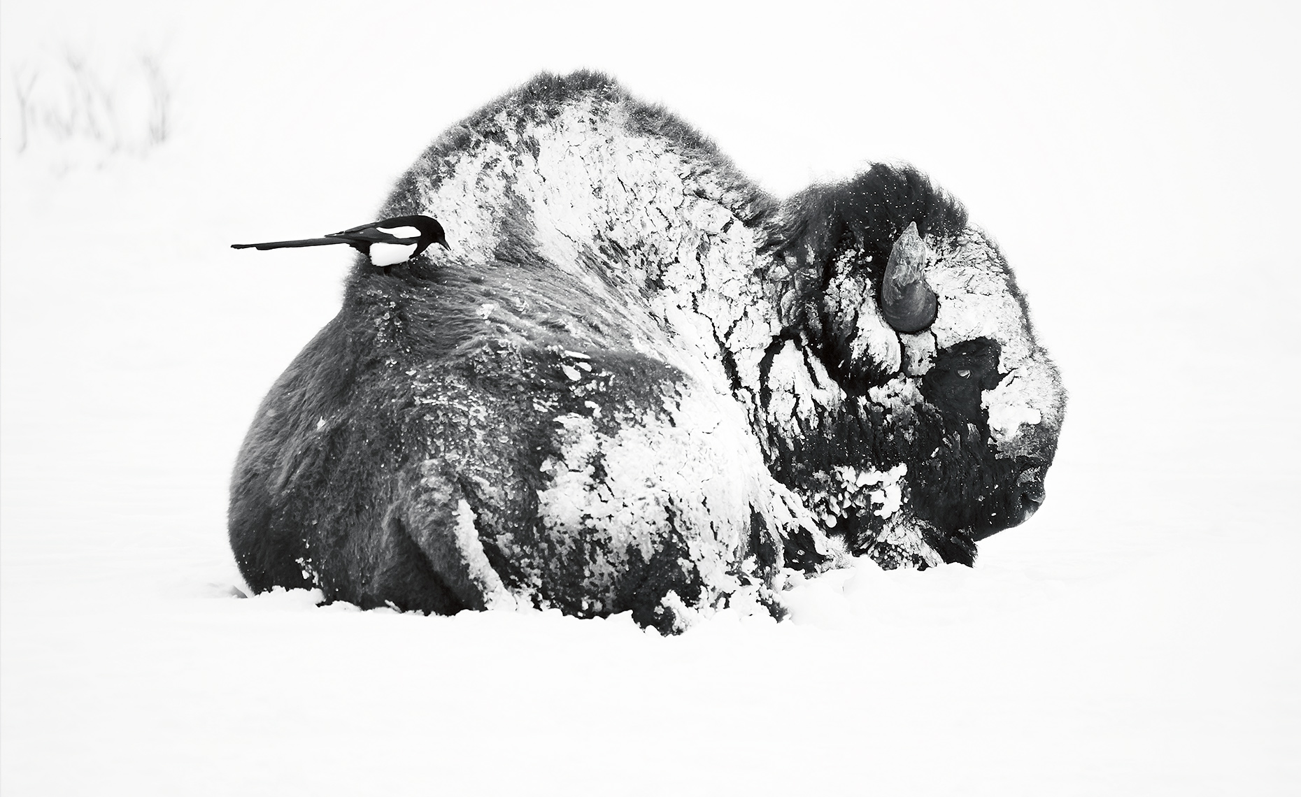 Snow Covered Bison