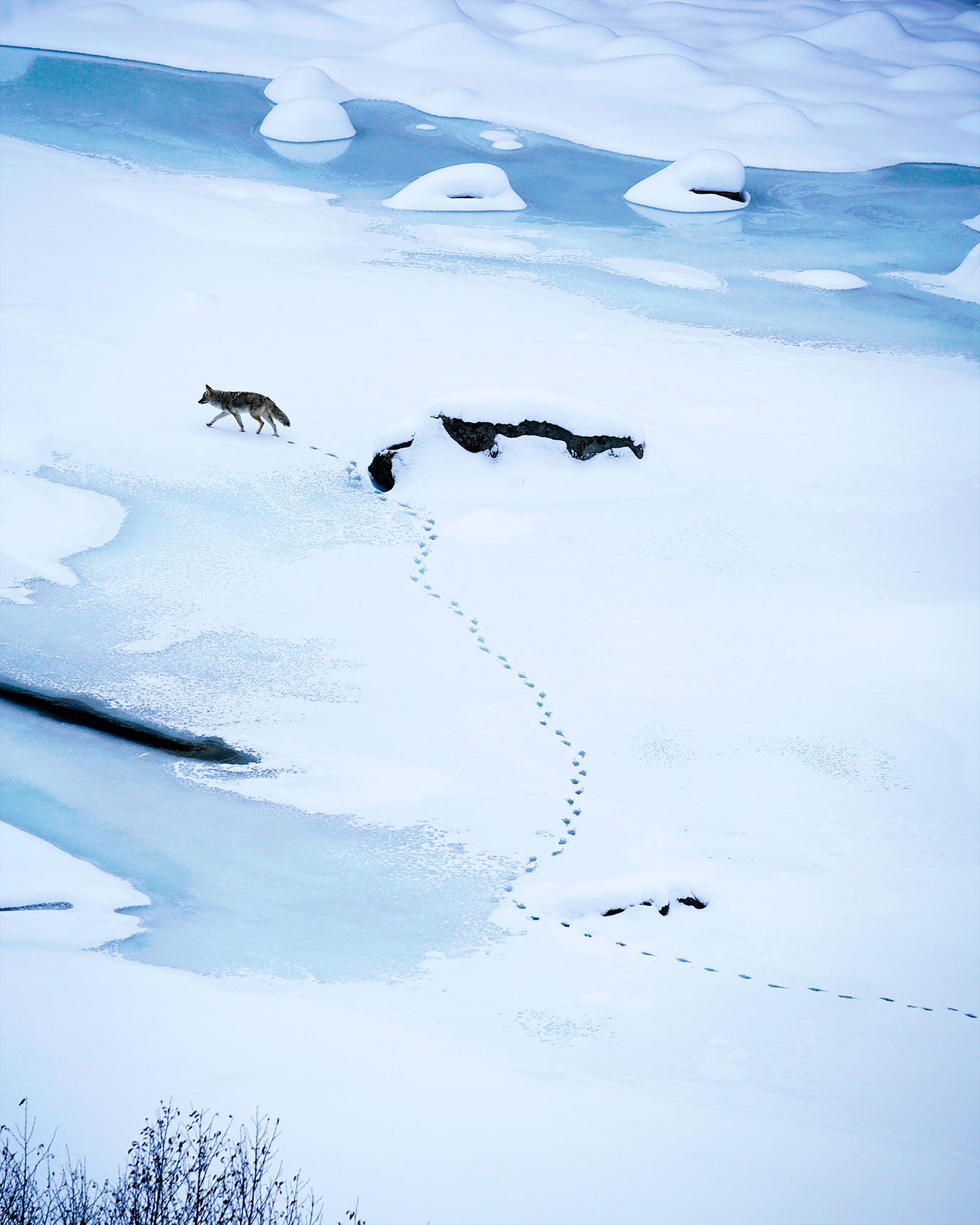 Coyote walking on a frozen river in Yellowstone National Park