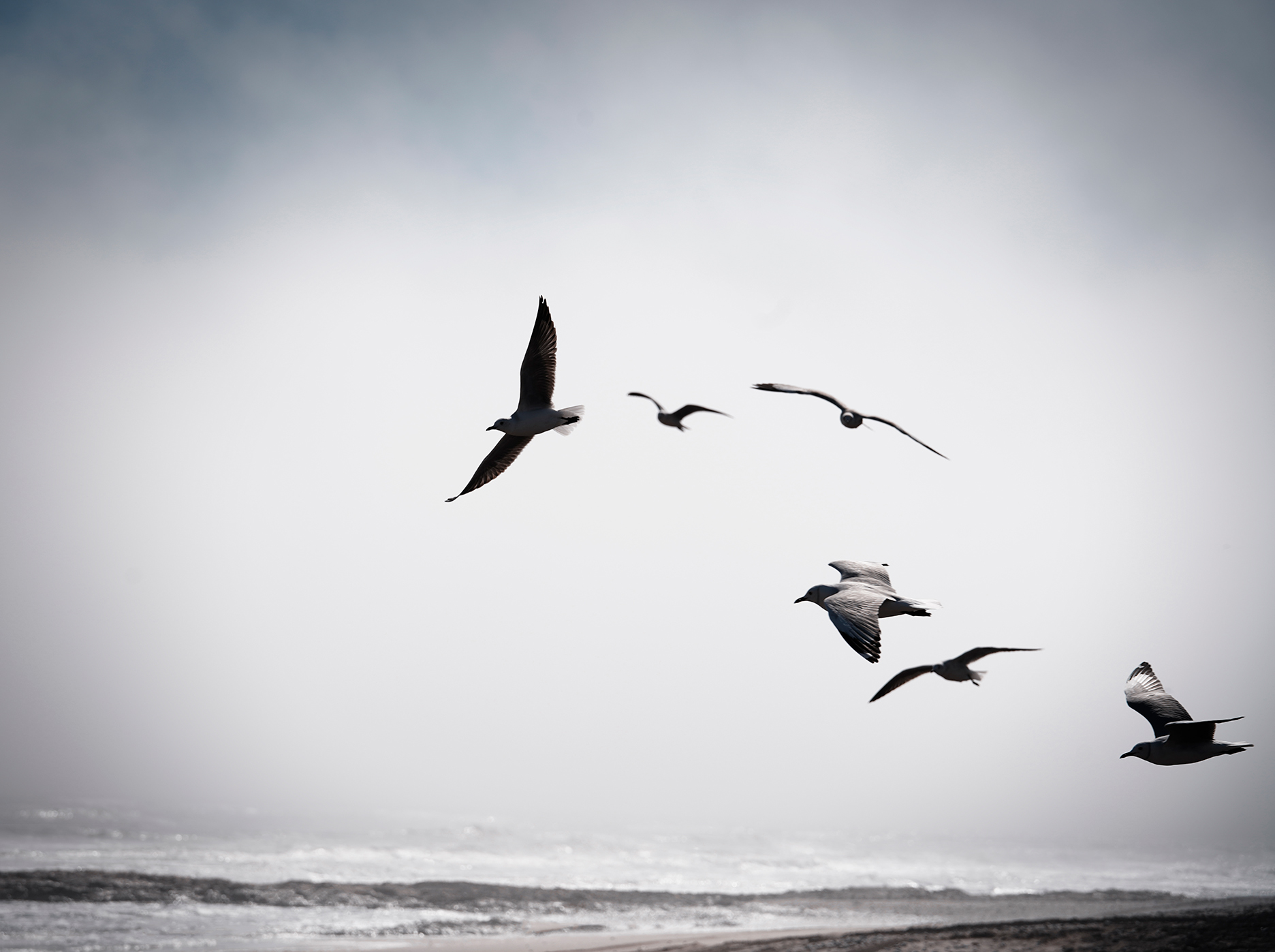 Sea gulls  flying along The Skeleton Coast, Africa