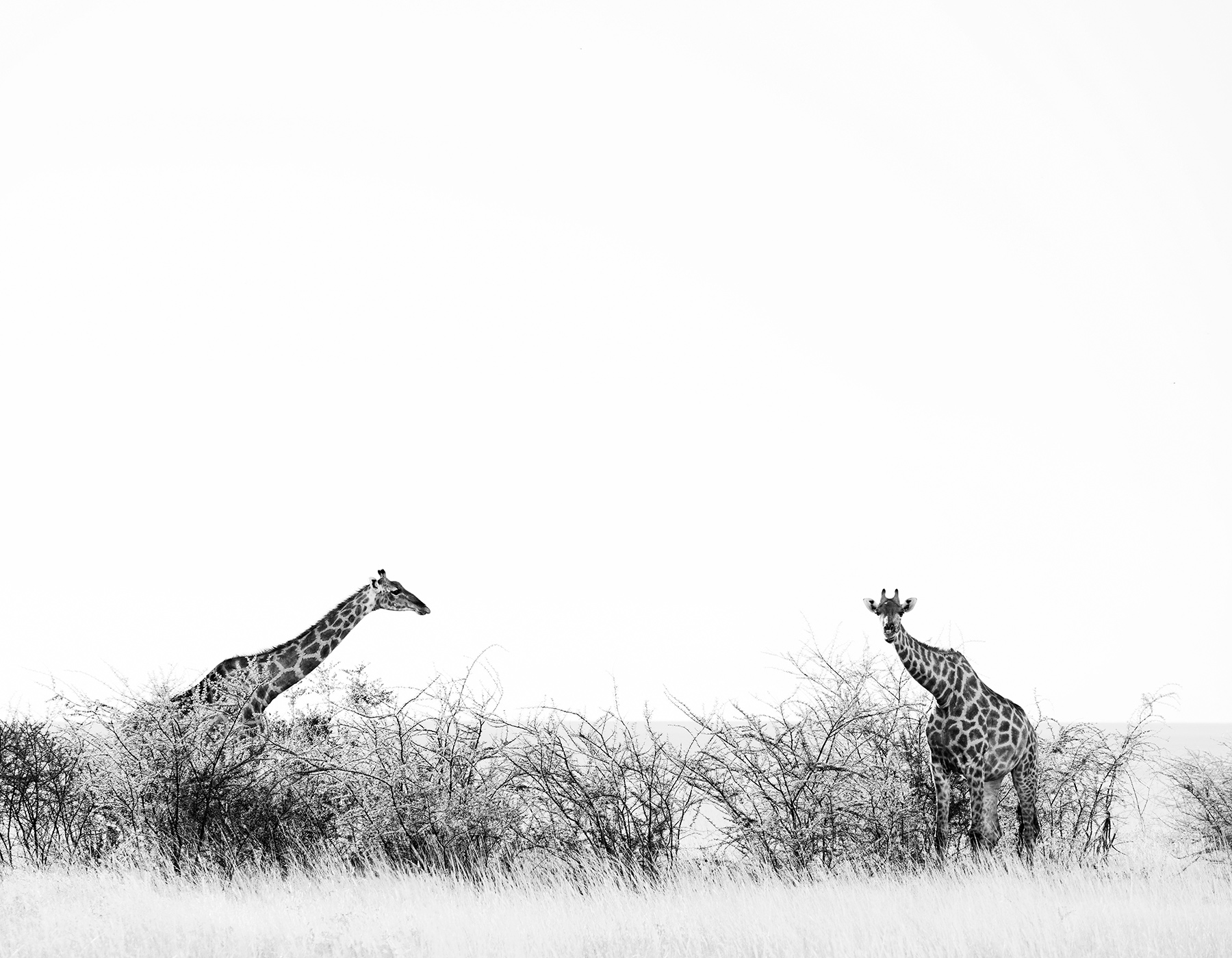 Giraffe in Etosha National Park in Namibia, Africa