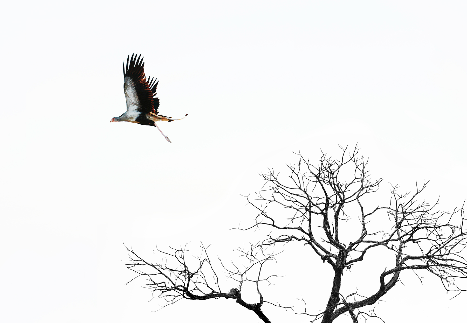 Secretary Bird flying in Etosha National Park, Namibia, Africa