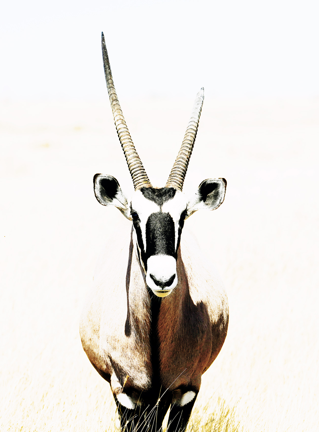 Gemsbok in the Etosha Pan in Namibia, Africa
