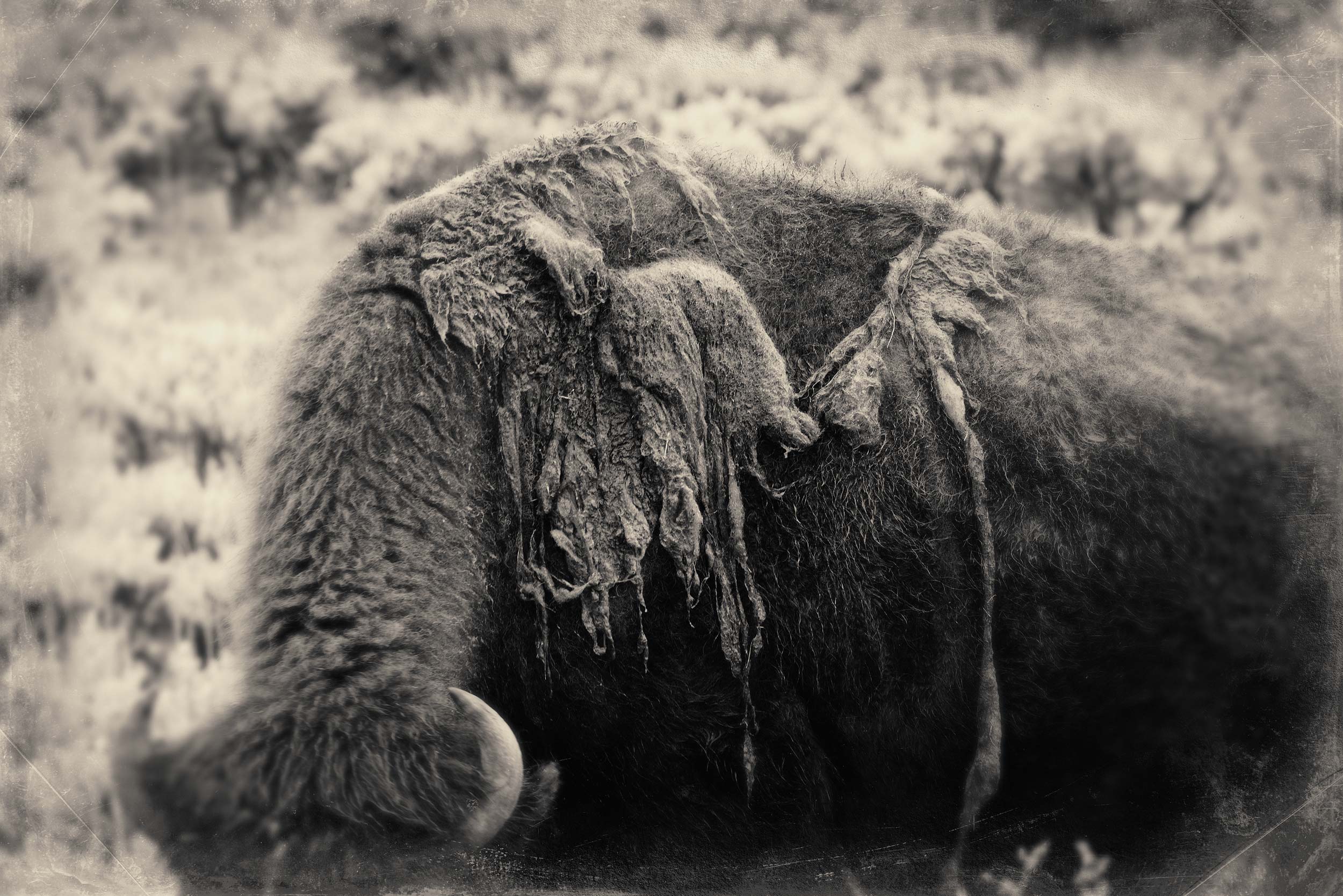 Bison shedding fur in Yellowstone