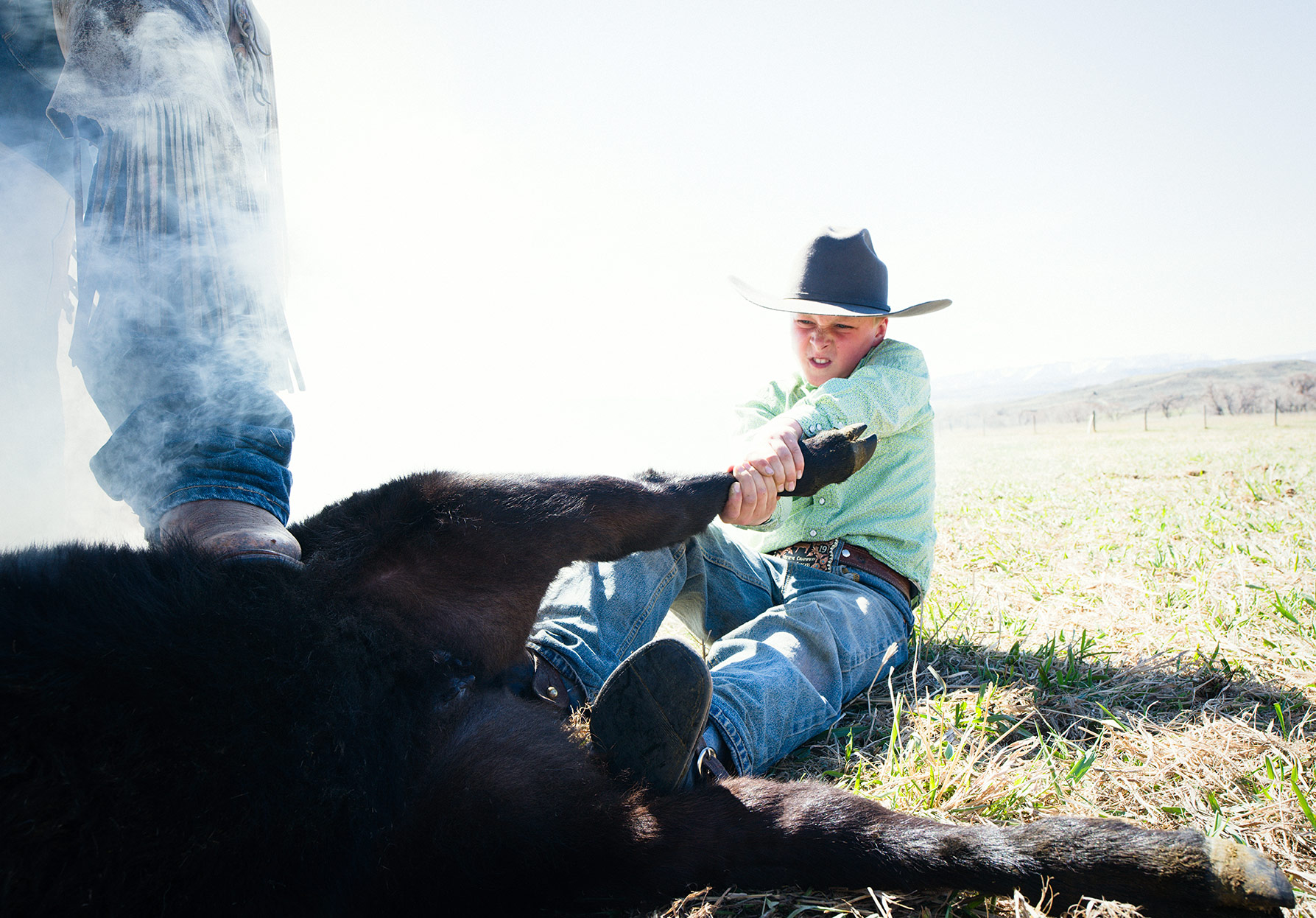 Young Montana cowboy holding a calf during a branding